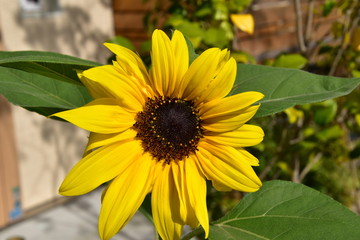Sunflower on sunny day in Hachinohe City, Japan