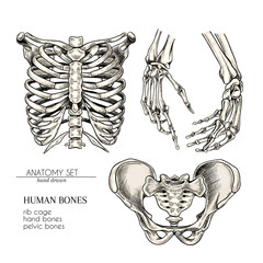 Hand drawn anatomy set. Vector human body parts, bones. Hands, rib cage or ches, pelvic bones. Vintage medicinal illustration. Use for Haloween poster, medical atlas, science realistic image. - 280168682