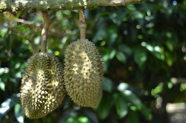 Durian fruit hanging on the tree over blurred green garden background.
