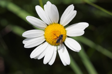 Obraz premium white daisy flower on green background