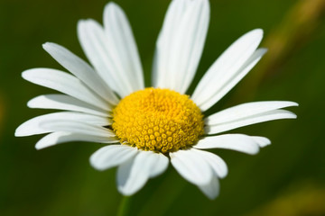 Fototapeta premium closeup of a daisy