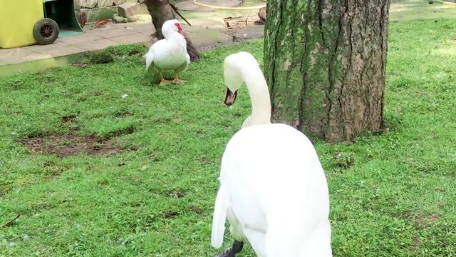 Swan is walking in the zoo