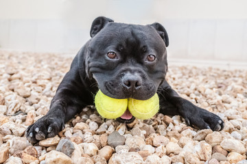 Staffordshire Bull Terrier dog holding two tennis balls in his mouth. He is lying on the ground looking at the camera with his paws stretched out in front. He looks funny.