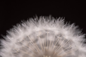 Dandelion Seeds Close up