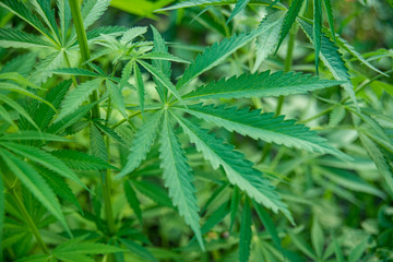 Closeup Image Of Marijuana Plant. Cannabis green Leaf for medicine
