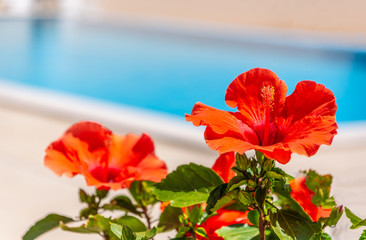 A red hibiscus flower by the side of an outdoor swimming pool in a Spanish Villa