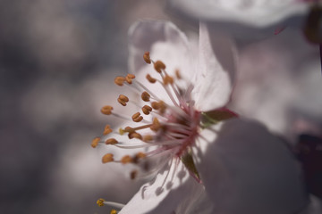 Fototapeta na wymiar Flor de almendo al inicio de la primavera