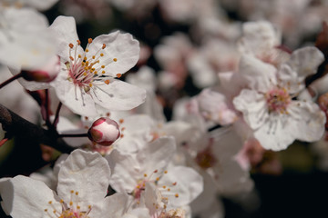 Flor de almendo al inicio de la primavera