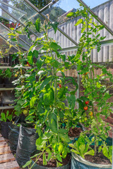 Tall tomato and cucumber plants growing in a green house in a back yard or garden. The plants are in large black sacks of soil and are tied to support them at the top with string to an open window.