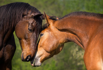 Fototapeta na wymiar Two Beautiful Brown Horses, Two Horses Embracing in Friendship.