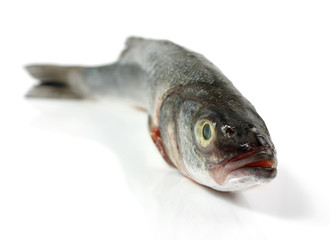Trout isolated on a white background