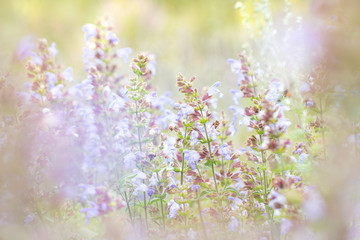 fragrant sage flowers on a sunny summer day, colorful bright background