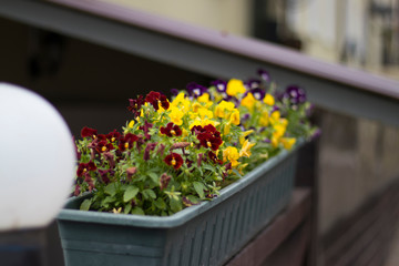 flowers pansies in a flower pot on the street