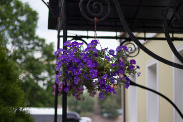 blue flowers in a pot suspended for the decoration of the entrance