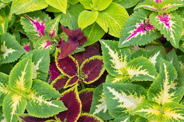 background of brightly colored leaves on the flower bed