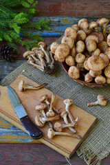 Wild forest mushrooms honey agarics on wooden background. Armillaria mellea. Couple honey gel Hallimasch fungus