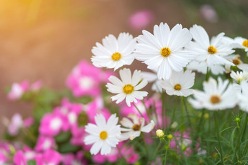 Cosmos colorful flower in the beautiful garden