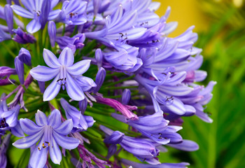Fototapeta premium Agapanthus praecox blue flowers also called African Lily or Lily of the Nile close up.Selective focus