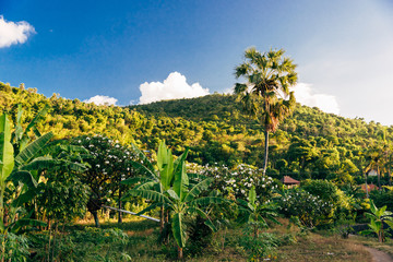 Fototapeta na wymiar tropical trees