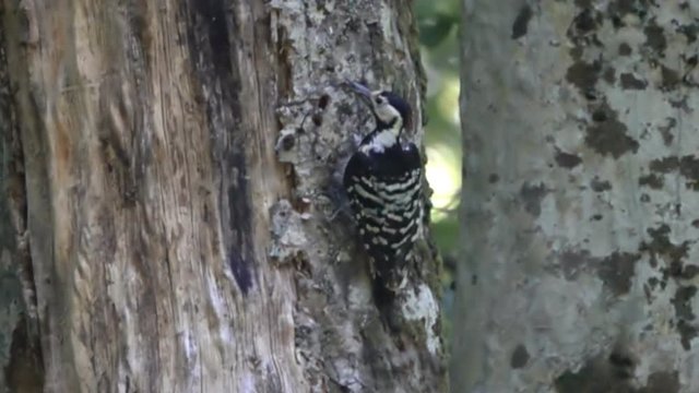 White-backed woodpecker rare isolated subspecies (Dendrocopos leucotos lilfordi) female with beetle larva extracted from bark, then flies away. Caucasus, Caucasian endemics. Super slow motion 1000 fps