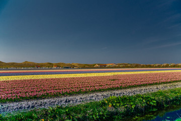 Schönes buntes Tulpenfeld in Holland