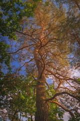 Obraz premium Alter Baum, Landschaft, Naturlandschaft