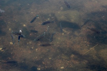 A close view of the fish in the clear water surface.