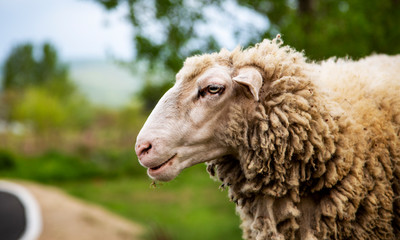 Beautiful sheep in nature. Cute sheep, outdoor.