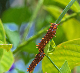 Polydamas Caterpillar on Pipevine Host Plant, Seminole, Florida