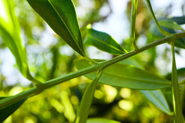 Olive leaves brunch, close up. Olive tree garden abstract background. Greece, Mediterranean nature, backdrop.