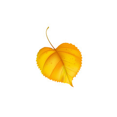 Falling yellow linden leaf realistic vector style.Autumn leaves on white background for your design. Isolated objects