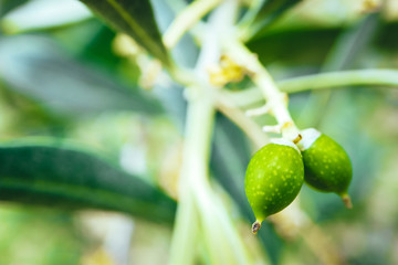 Young small green olives sprout on the brunch, close up. Olive tree garden, Mediterranean agriculture, macro view.