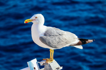 Seagull sitting on boat construction, blue sea on the background. Angry hungry white seabird.