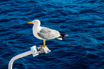Seagull sitting on boat construction, blue sea on the background. Angry hungry white seabird.