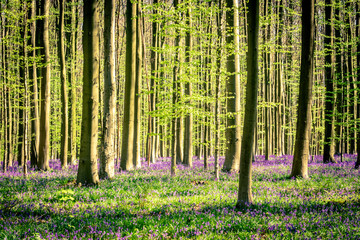Purple carpet of blooming bluebells under Sequoia trees. Spring in the Hallerbos national park, "The Blue Forest", near Halle, Flanders, Belgium