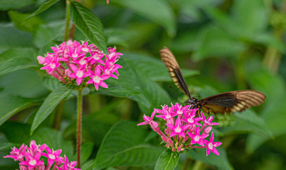 Polydamas Butterfly Sipping Nectar from Pink Penta Flower, Seminole, Florida #2