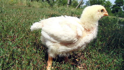 broiler chicken