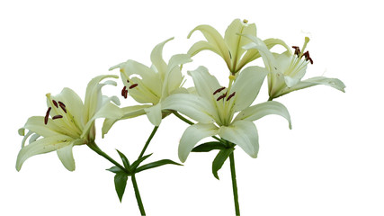 bouquet of white  lilies on white background