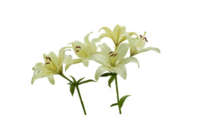 white lilies on white background