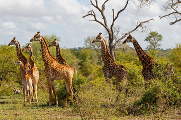 Naklejka na ściany i meble Tower of Giraffe in the Sabi Sands Game Reserve in the Greater Kruger Region in South Africa