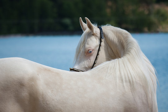 Portrait of a beautiful white Arabian horse with a long mane looks back against blue water on summer background