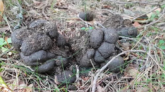 Not the nicest wild animal poop in the woods. Round poop and unformed shit . The animal is not quite healthy