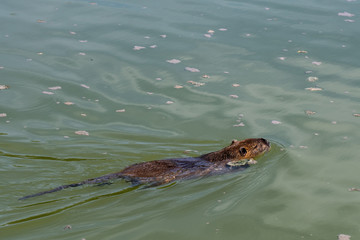 Obraz premium ragondin, castor des étangs qui nage
