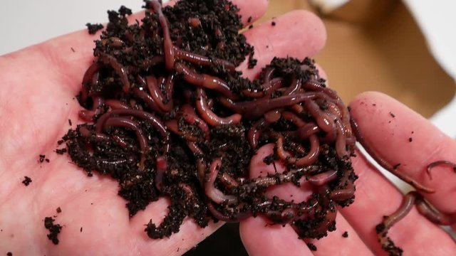 Red worms / earthworms (Eisenia fetida) held in hands for live fishing bait