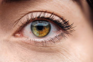 Fototapeta na wymiar close up view of young woman eye with eyelashes and eyebrow looking at camera