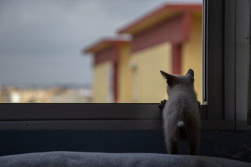 Canela_2