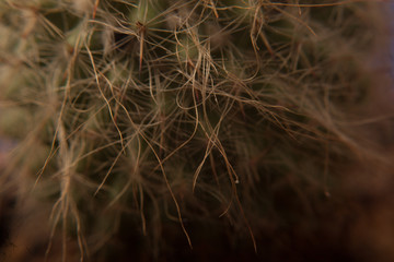 cactus macro
