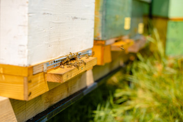 Fototapeta na wymiar Bees in their man made colony