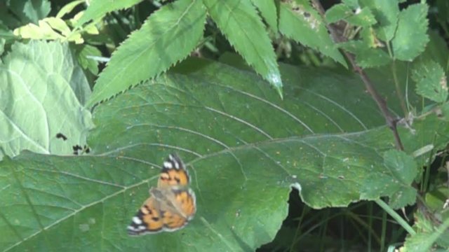 Damp meadow. Butterfly Thistle lady (Pyrameis cardui) flies from the leaves of horse sorrel. Super slow motion 1000 fps