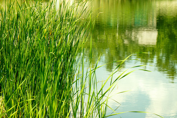 Young green reed on the background of the reservoir